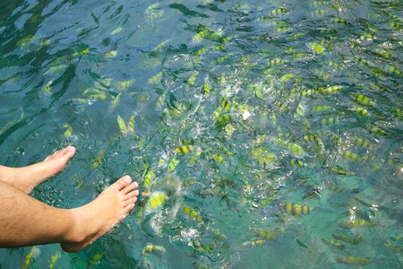 Feeding the reef fishes in the marine parkの写真素材