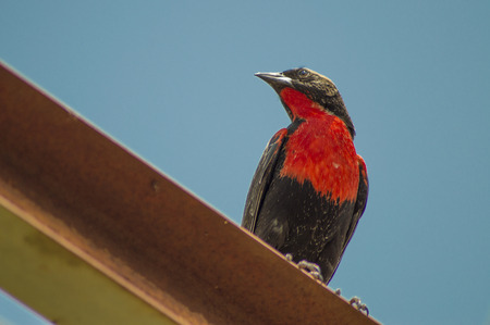 Big Red Breastの写真素材
