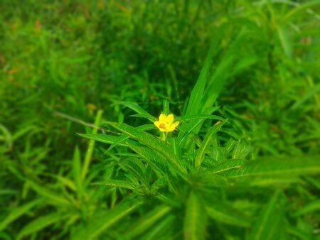 bug on water wild flower at Margasariの写真素材