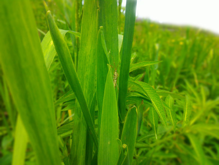 grasshopper on water wild flower at Margasariの写真素材