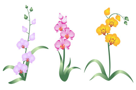 Set of orchid flowers isolated on white backgroundのイラスト素材