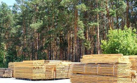 Wooden boards stacked in stacks. Green pine forest in the background