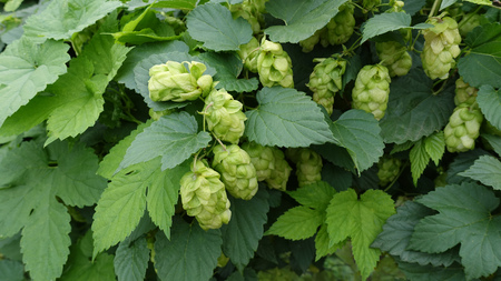Ripened hops with leaves. Ripened green cones hops with leaves.