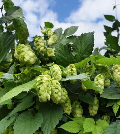 Green hops with cones on the sky backgroundの写真素材