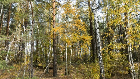Autumn mixed forest in sunny weather. Yellow leaves of birches. High green pines