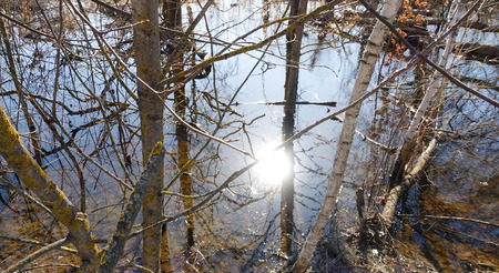 Trees standing in the spring water during a high water. Reflection of the sun in water