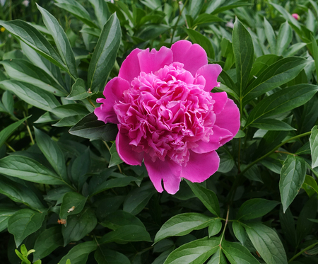 Pink peony flower in the garden in springの写真素材