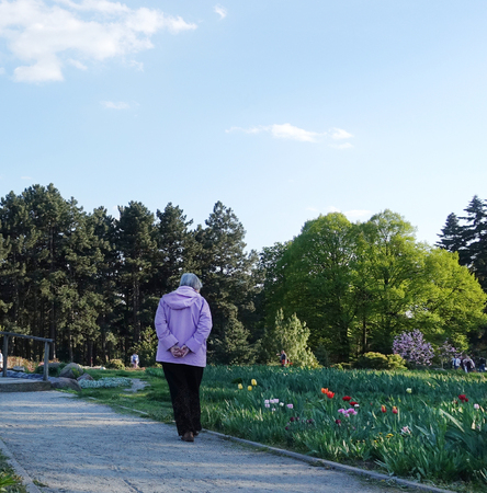 Walk in the park in the spring. An elderly woman walks leisurely along the alley along the flowering tulipsの写真素材