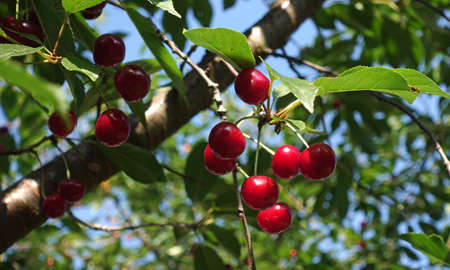 Ripe cherries hanging on a tree in a cherry orchard in summerの写真素材