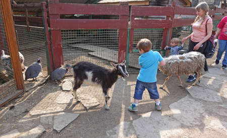 Small children first time pets at the zooのeditorial素材