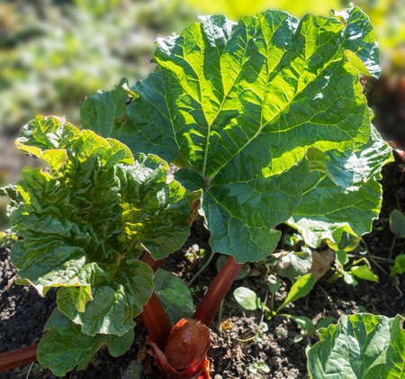 Rhubarb leaves growing in springの写真素材