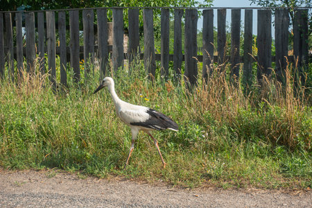 Turkeys in a rural yard on a summer dayの写真素材