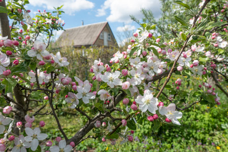 Branches of a blooming apple tree near a rural house in springの写真素材