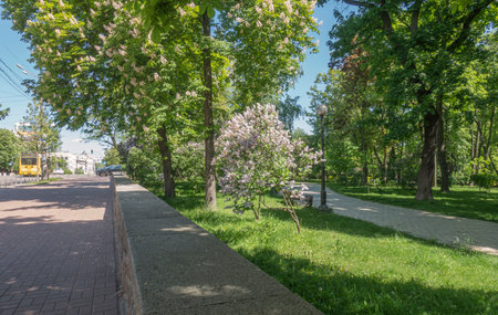 Flowering trees of Shevchenko Park in Kyiv in springの写真素材