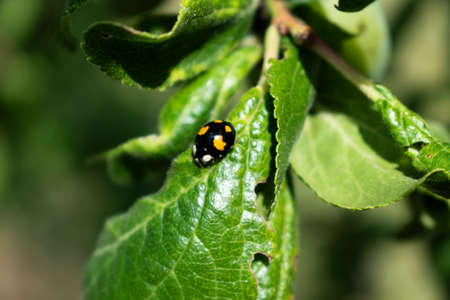 Asian ladybug on a plum leaf, coccinella septempunctata, coccinellidae