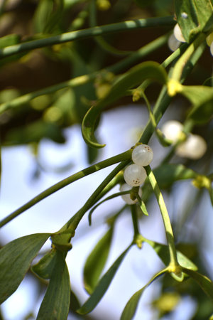 Branch of mistletoe with white berries on apple tree. Viscum album, close-up.
