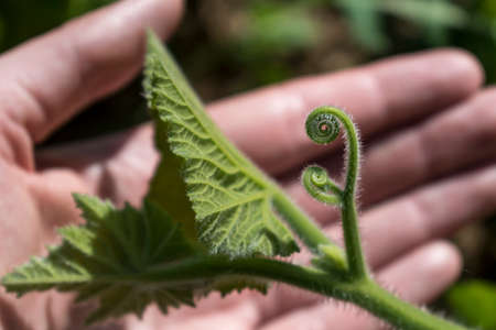 Squash leaf spiral with blurred hand in background
