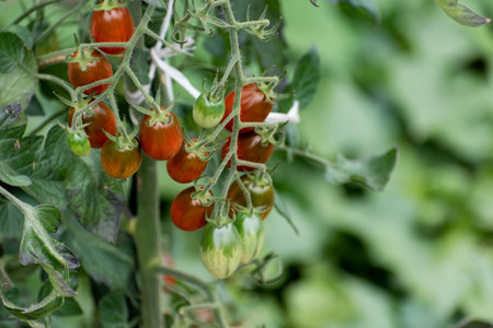 Red and green long cherry tomatoes growing on the plantの写真素材