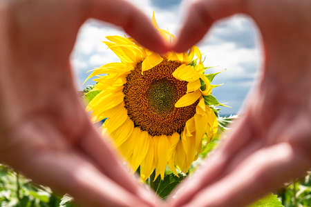 Hands forming a heart in front of a sunflower, concept of love, happiness and care, helianthus...