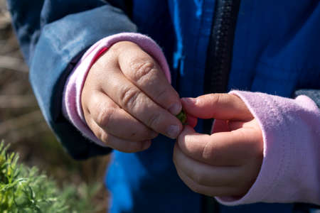 Baby hands playing with cosmos flower in the garden