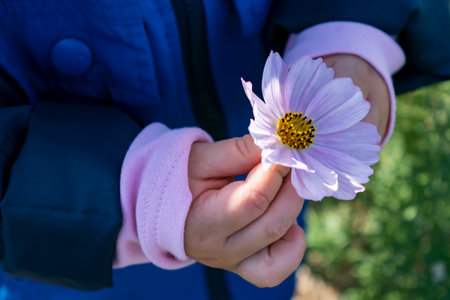 Baby hands playing with cosmos flower in the gardenの写真素材
