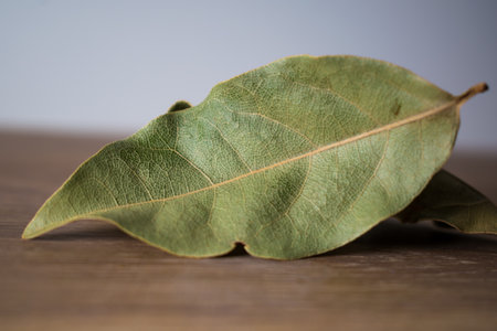Close up of a dried bay leaf, laurus nobilis