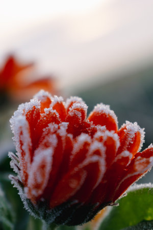 Beautiful frozen orange marigold in winter, morning early frost in countryside, calendula officinalisの写真素材