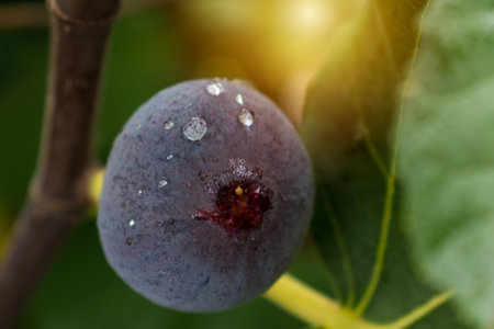 Purple fig fruit hanging from the branch of a fig tree with dew and morning light, ficus caricaの写真素材