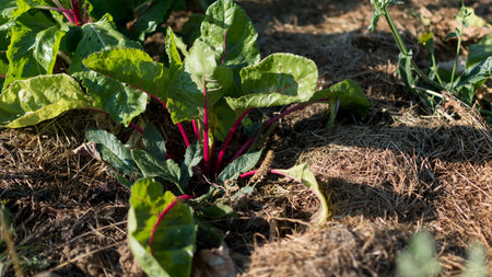 Red young chars growing in an ecological garden with mulch to preserve moisture, flavescens