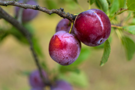 Wild plum tree in an orchard in France in summer. Blue and purple plums in garden, prunus domesticaの写真素材