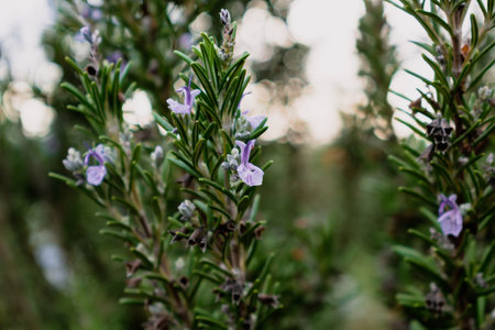 Rosemary herb blossoming in the garden, blue and purple, rosmarinus officinalisの写真素材