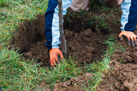 Person who dug a hole to transplant a tree in a gardenの写真素材