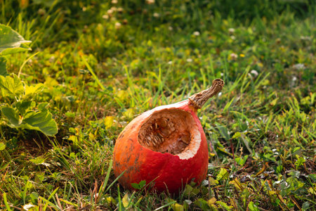 Red kuri squash eaten by an animal in autumn in a garden, seeds are showing, cucurbitaの写真素材