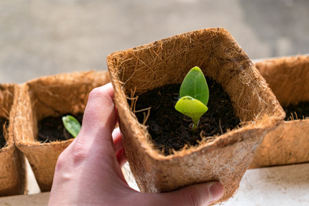 Zucchini seed which has sprout in biodagradable pot, zero waste and plastic free