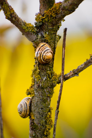 Cute yellow and brown snail clinging to a tree branch, cepaea nemoralisの写真素材