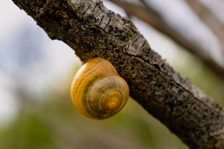 Cute yellow snail clinging to a tree branch, cepaea nemoralisの写真素材
