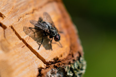 Housefly resting on a cut branch, musca domestica
