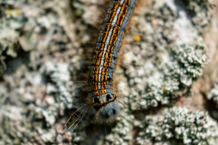 Caterpillar seen in a fruit tree, possibly the lackey moth, malacosoma neustria, lepidoptera