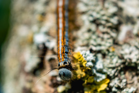 Caterpillar seen in a fruit tree, possibly the lackey moth, malacosoma neustria, lepidopteraの写真素材