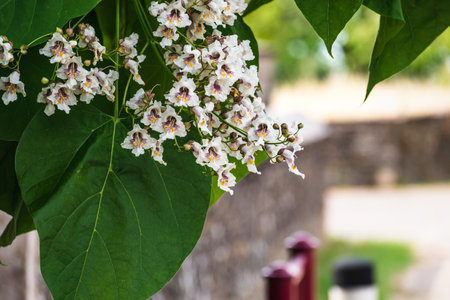 Catalpa tree with flowers and leaves, catalpa bignonioides, catalpa speciosa or cigar treeの写真素材