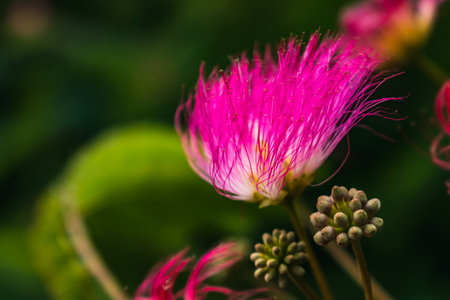 Pink flowers on albizia julibrissin tree, the persian silk tree, pink silk tree or mimosa tree,...