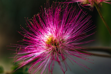 Pink flowers on albizia julibrissin tree, the persian silk tree, pink silk tree or mimosa tree, Fabaceaeの写真素材
