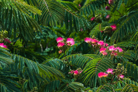 Pink flowers on albizia julibrissin tree, the persian silk tree, pink silk tree or mimosa tree,...