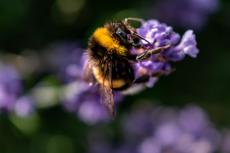Bumblebee collecting pollen on lavender, bombus