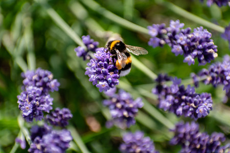 Bumblebee collecting pollen on lavender, bombus