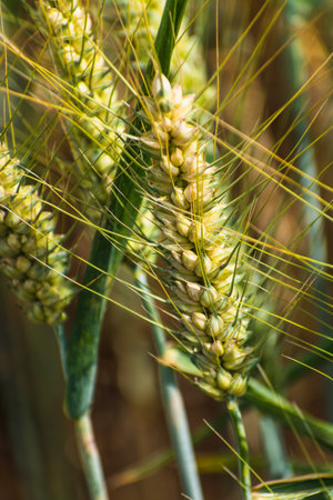 Ears of wheat in a cereal field in summer, stem and grainの写真素材