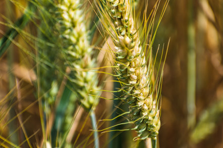 Ears of wheat in a cereal field in summer, stem and grainの写真素材