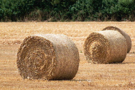 Haystacks on a wheat field at summertime, rural scene