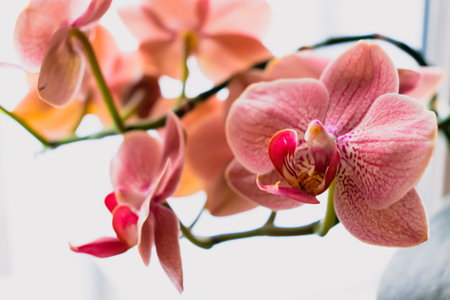 Orchid flower in interior, phalaenopsisの写真素材