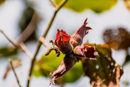 Purple hazel with hazelnuts, corylus maxima purpureaの写真素材